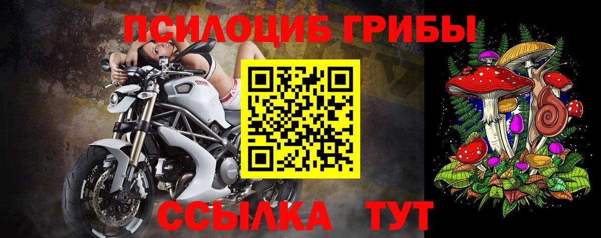 Псилоцибиновые грибы Psilocybe Михайловка